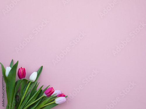Tulips on a pink background. White, pink tulips. (ID: 769777178)