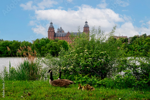 Geese with chicks in a meadow overlooking a castle with a river photo