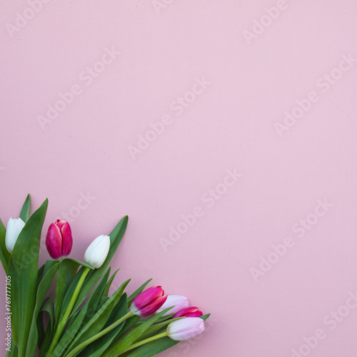 Tulips on a pink background. White, pink tulips. (ID: 769777305)