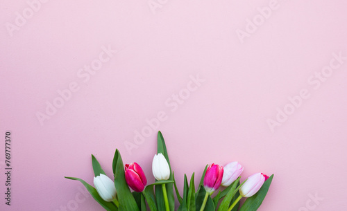 Tulips on a pink background. White, pink tulips. (ID: 769777370)