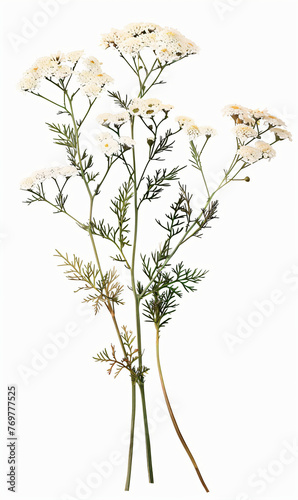 Elegant watercolor illustration of yarrow flowers and leaves, perfect for botanical designs photo