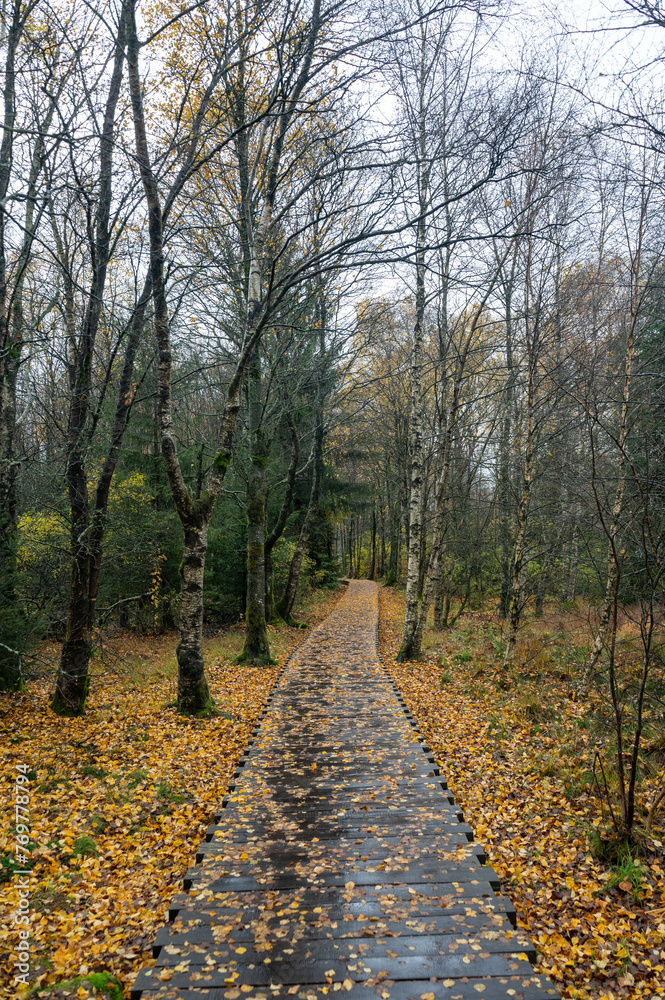 Obraz premium Wooden path in the Black Moor after a rain in autumn