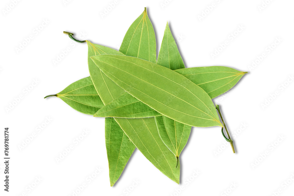 Dried bay leaf or bay laurel leaves,Laurus,cinnamon leaf spice also known in india as tamalpatra,taj patta isolated cutout transparent background,png format


