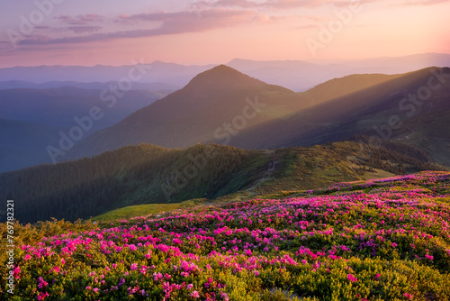 Mountains during flowers blossom and sunrise. Flowers on mountain hills. Natural landscape at the summer time. Mountains range. Mountain - image © ali