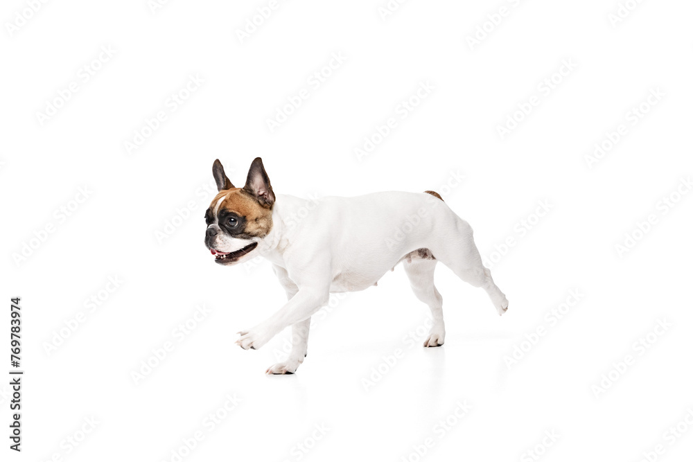 Funny purebred dog, French bulldog in motion, running, playing isolated on white studio background. Active pet. Concept of animals, domestic pet, care, vet, health, companion