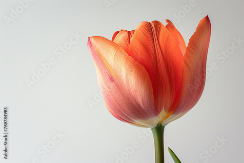 Fresh and exquisite Dork Kra Jiew or Siamese tulip bloom, closed up and isolated on a white background.