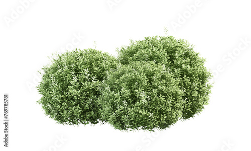 Green bush isolated on white