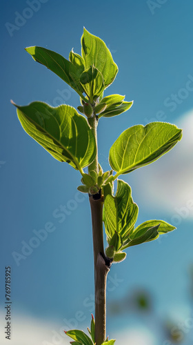 Young green leaves on a branch against a blue sky