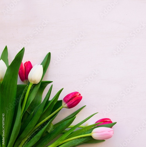 Tulips pink and white on a pink background, wall