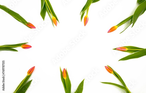 Frame of red tulips on white background