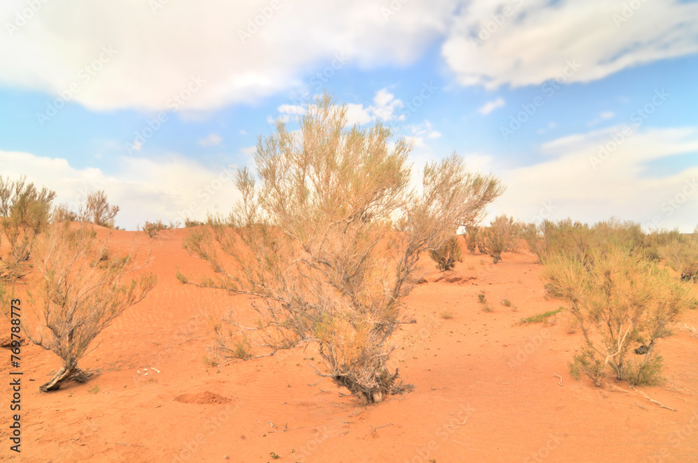 Saxaul tree on mongolian Desert Gobi Saxaul tree on mongolian Desert Gobi