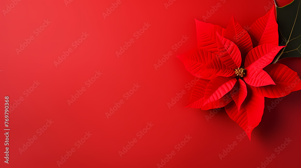 Poinsettia flower with copy space Poinsettia flower with copy space