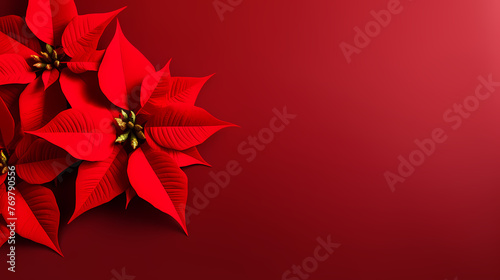 Poinsettia flower with copy space