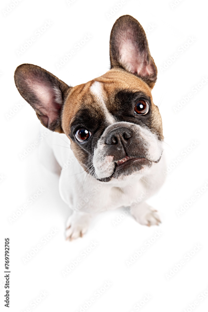 Top view of adorable purebred dog, French bulldog sitting and looking upwards with attention isolated on white studio background. Concept of animals, domestic pet, care, vet, health, companion