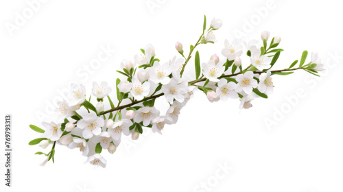 Vibrant Snowy Waxflower Blooms on transparent background. photo