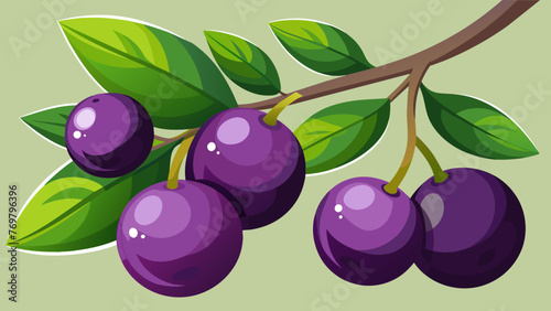  A closeup of dark purple berries growing on a vine their glossy exterior hinting at the powerful antioxidants waiting to be harvested.