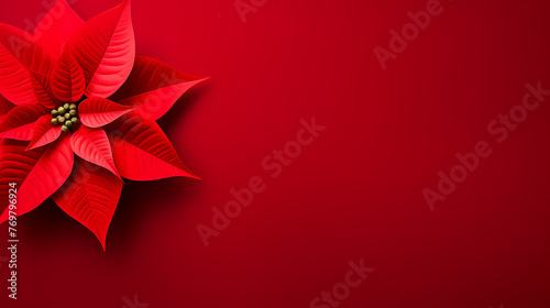 Minimalistic background with poinsettia flowers, top view with empty copy space