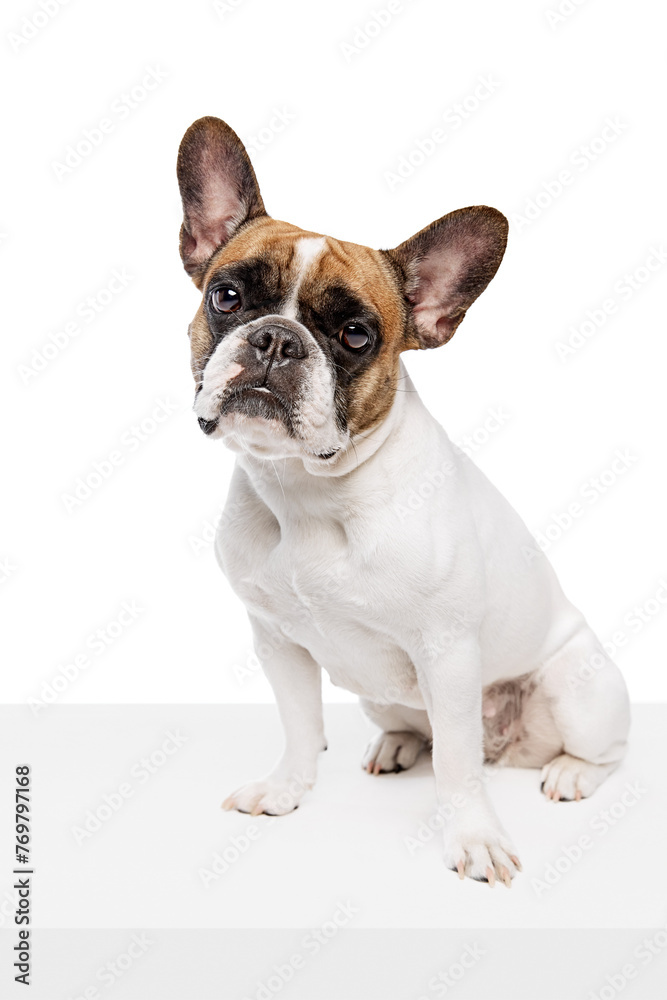 Adorable, beautiful purebred dog, French bulldog sitting isolated on white studio background. Smart dog, behavior. Concept of animals, domestic pet, care, vet, health, companion