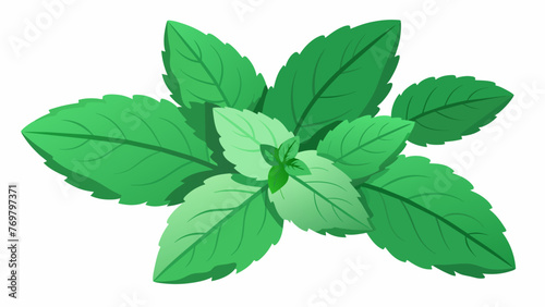  A closeup of a bundle of fresh peppermint leaves used in essential oils for its cooling and energizing effects and also a popular remedy in