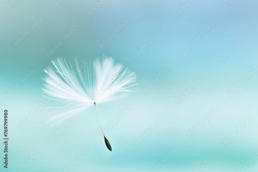 Fototapeta premium Dandelion seed floating in the air with a soft pastel background