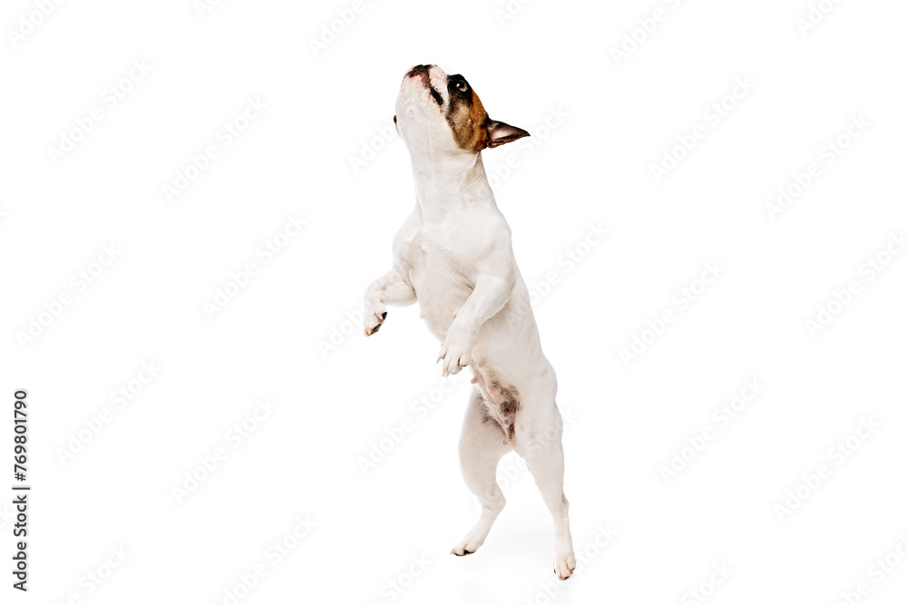 Funny image of purebred dog, French bulldog standing on hind legs and catching toy with wide open eyes isolated on white studio background. Concept of animals, domestic pet, care, vet, health