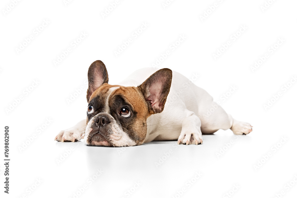 Adorable purebred dog, French bulldog lying on floor and looking upwards isolated on white studio background. Concept of animals, domestic pet, care, vet, health, companion