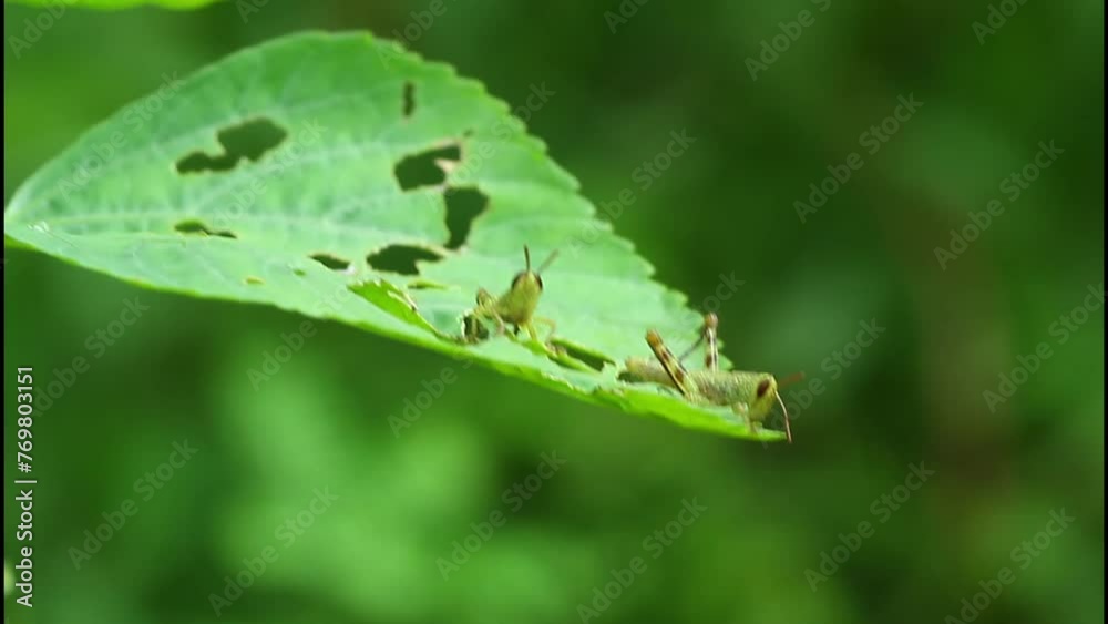 grasshopper in nature eating a leaf, close up, wildlife, footage. grasshopper in nature eating a leaf, close up, wildlife, footage.