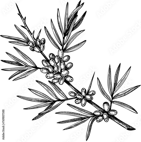 Vintage sea buckthorn branch with berries and leaves sketch, hand-drawn berry illustration, botanical drawing