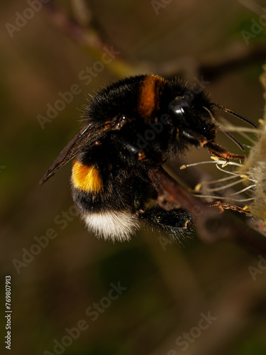 Close up of a bumblebee (Bombus terrestris).