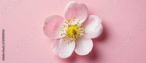   A white and pink flower with a yellow center on a light pink background, featuring a yellow center at its core © Jevjenijs