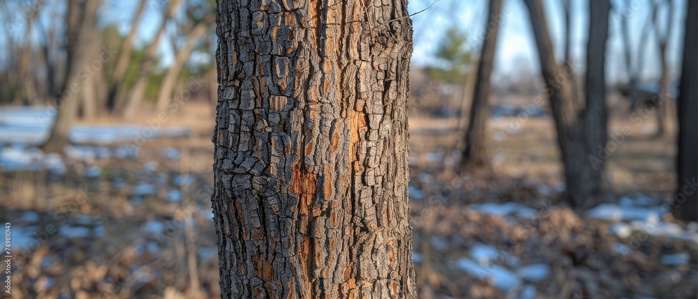 A close-up of a tree trunk with a lot of snow on the ground and trees in the background A close-up of a tree trunk with a lot of snow on the ground and trees in the background