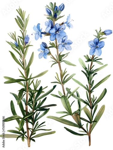 Delicate Watercolor Rosemary with Vibrant Blue Flowers and Lush Green Foliage