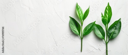   A pair of green leaves resting atop a sheet of white paper atop a white countertop