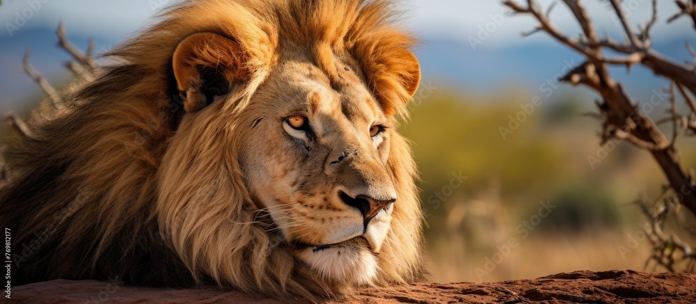 Fototapeta premium A closeup of a Felidae carnivore, a lion, laying on the grass in the wild. Its whiskers and powerful body show adaptations of a terrestrial animal, similar to the Siberian tiger