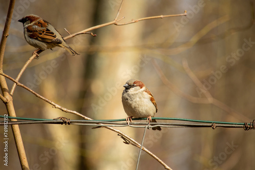 he Eurasian tree sparrow (Passer montanus)