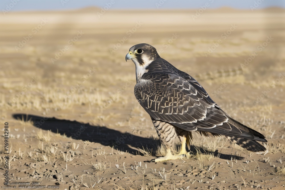Fototapeta premium falcon casting shadow on a plain field