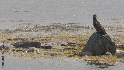 Solitary eagle sits on a rock amidst a serene coastal landscape exemplifying wildlife in their natural habitat in Estonia
