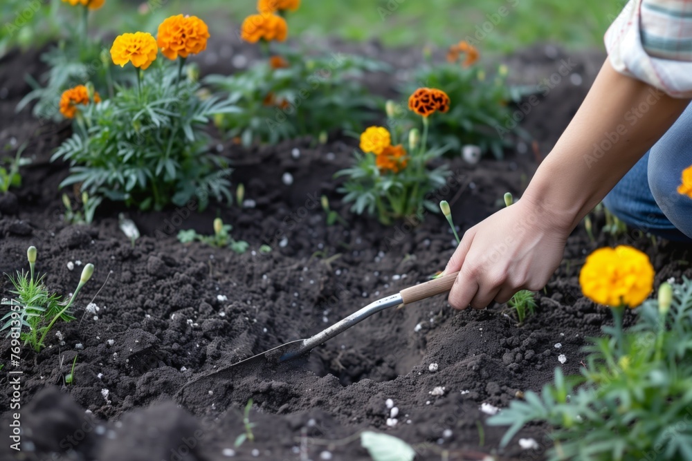 Fototapeta premium person digging soil with spade to plant marigolds