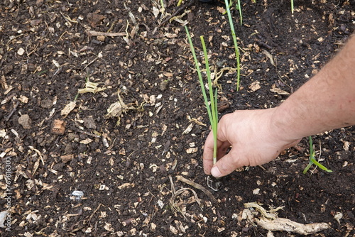 man's hand planting a young onion plant. planting onion in urban vegetable garden field