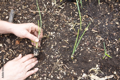 man planting young onion plant in vegetable garden. onion cultivation in soil field with nutrients.