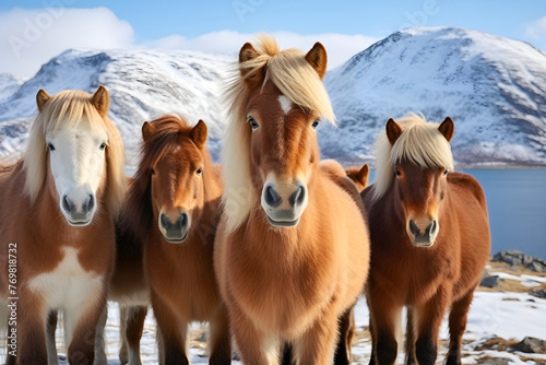 Tranquil Scenes - Fjord Horses Grazing Against Norwegian Landscape