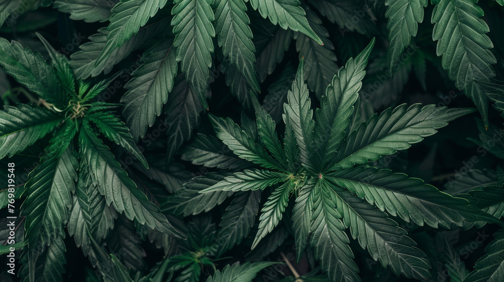 Top-down view of cannabis plants and leaves, commonly known as marijuana, providing a lush and vibrant background for design projects.