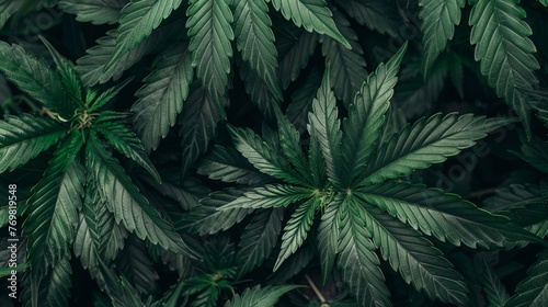 Top-down view of cannabis plants and leaves  commonly known as marijuana  providing a lush and vibrant background for design projects.