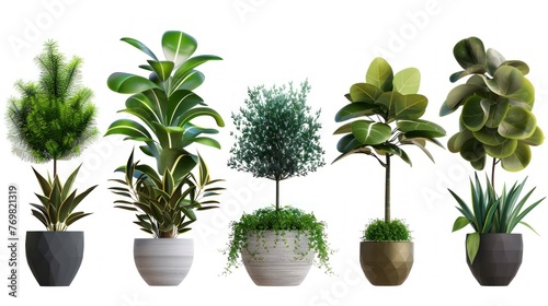 beautiful potted plants