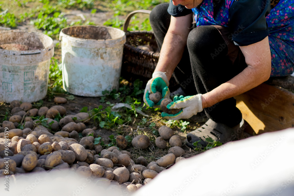 Naklejka premium Worker are engaged in sorting freshly harvested potatoes outdoors. The farmer carefully collects the potatoes from the farmland, the essence of agriculture, harvest, and cultivation