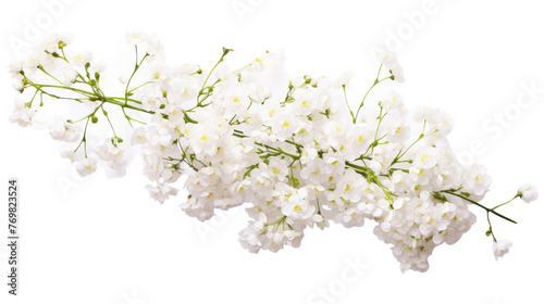 Vibrant Baby s Breath Blossom on transparent background.