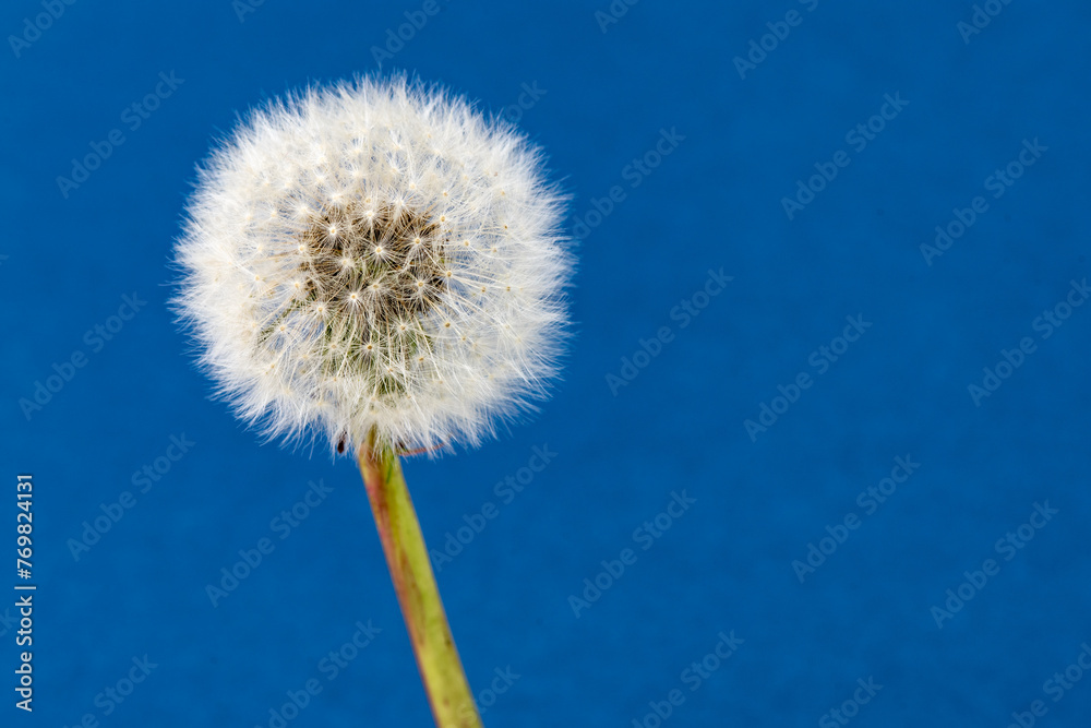 Beautiful fuzzy dandelion stem isolated against a blue background with copy space Beautiful fuzzy dandelion stem isolated against a blue background with copy space