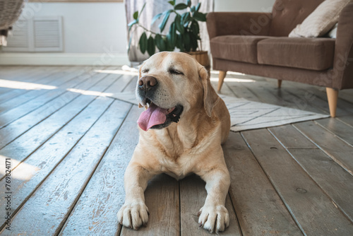 Labrador retriever dog lies on the floor at home. Scaleup portrait of cute doggy photo