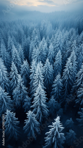 Snowcovered fir trees in a dense forest, early morning light, birdseye view, magical aura