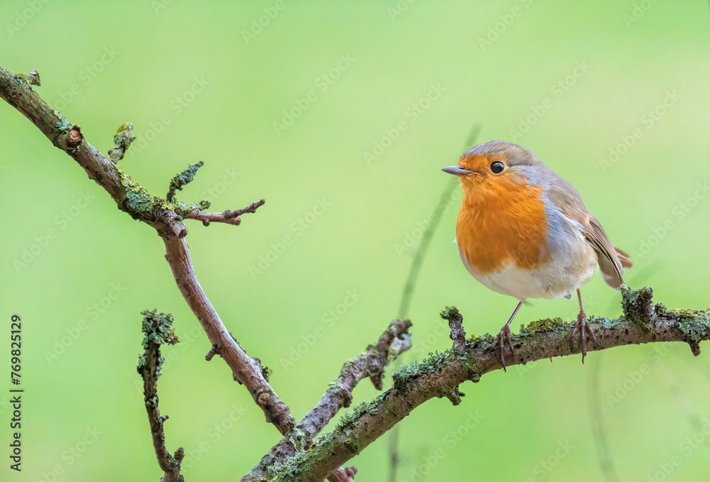 Beautiful Robin from the Auesee Germany.